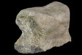 Ceratopsian Dinosaur Toe Bone - Alberta (Disposition #-) #97050-2
